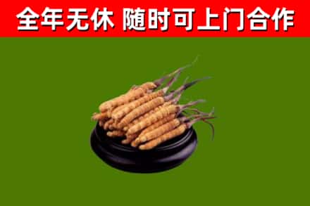 苏仙区回收散虫草