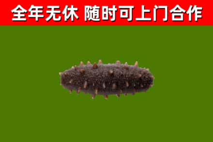 苏仙区回收海参干